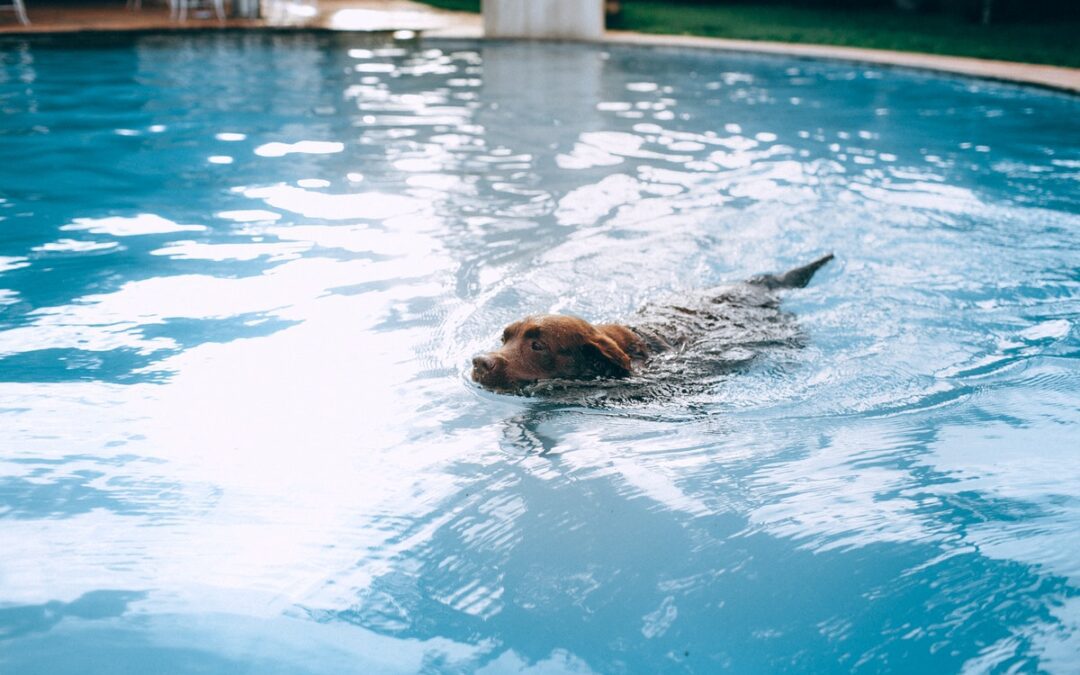 Pools and Pups: 4 Pool Maintenance Tips for Pet Owners